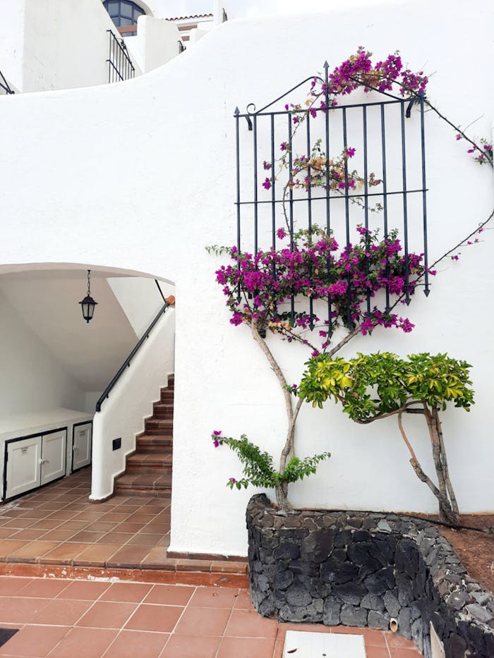 purple-and-white-flowers-on-white-concrete-wall-10093435 Beautiful white villa with vibrant bougainvillea climbing the wall. Ideal for travel or architecture themes.